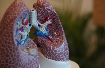 selective focus photography of anatomy lungs